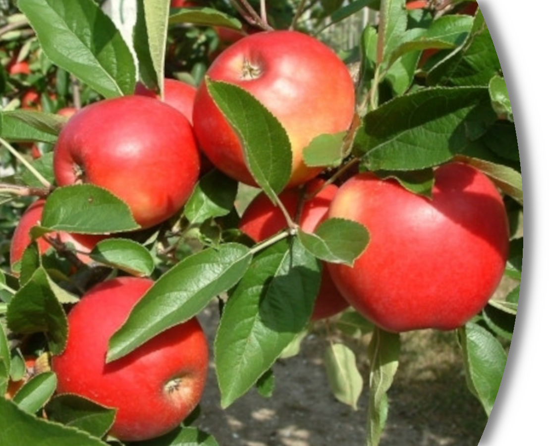 Elstar Boerekamp Excellent Star Apfel