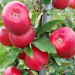 Nicored KANZI® appels aan boom.